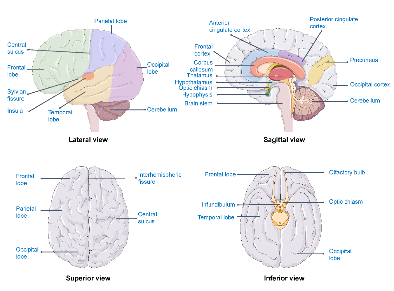 Figure 5.3: Brain areas related to well-being